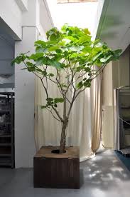 hadana 葉棚の葉っぱのはなしはじめます フィカス ウンベラータ 室内ツリー 屋内庭園 フィカス ウンベラータ