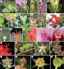 Image result for Kosteletzkya grantii