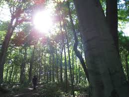 Bendix Woods Old Growth Forest New Carlisle Indiana Some Of The Oldest Trees In Indiana Tourism Rainforest Michigan