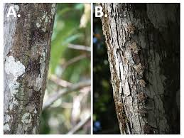 Image result for Rhynchosia procurrens