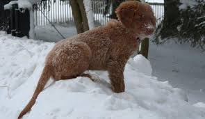 Mls® id #202108841, red and white realty ns inc. Outstanding Nova Scotia Duck Tolling Retriever Puppies For Sale In Staten Island New York Classified Americanlisted Com