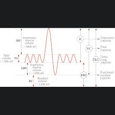 Image result for Lung Volume