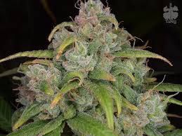 Maybe you would like to learn more about one of these? Autofrisian Dew And Starryder Grow Review Dutch Passion Blogs