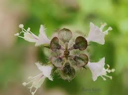 Image result for Ocimum americanum