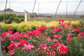 Rels Landscaping Supply Landscaping Supplies Landscape Plants