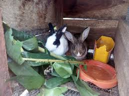 The good thing about these dandelions is all the parts of these plant is not poisonous. Why You Should Feed Your Rabbit Little Plantain Leaves Feeding Supplement Steemit
