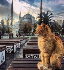 Cat Sitting Outside The Blue Mosque Sultanahmet Camii Via Instagram Sen Istanbul Sun Turkey Turkiye Istanbul Fatih Bluemosq Kedi Camii Istanbul