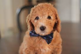 Check spelling or type a new query. Goldendoodle Puppies For Sale Blue Collar Boy Major Goldendoodle Breeder Ny Goldendoodle Puppies Ny Mini Sheepadoodle Puppies Doodles By River Valley Doodle Puppies