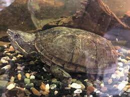 Denne side er opdateret d.19. Moskus Skildpadde Sternotherus Odoratus Xl Tropeland Dyrehandel Naer Aarhus