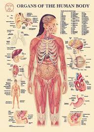 Tutorials and quizzes on the muscles that act on the anterior thigh (femur), using interactive diagrams and illustrations. Art Muscle Diagrams Of The Human Body Chart Art Print Wall Decor Multi Sizes Medalex Rs