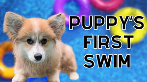 Puppy Swims for the First Time!