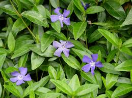 Immergrun Vinca Minor Bowles In 2020 Pflanzen Immergrune Pflanzen Garten Pflanzen