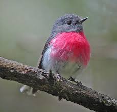 Birds That Start With Bu Fairy Wren Pink Robin I Love Pink Robins Rose Robins Why Must They Only Live In New Zealand Australia And Tasmania My B Folks Birds Nature Birds Bird