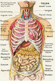 A New Understanding Of The Body Supports Theory Of A First Brain In 2021 Human Anatomy Picture Human Anatomy Art Human Body Diagram