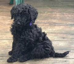 Call or email us for more information about our puppies. View Ad Poodle Standard Puppy For Sale Near Connecticut Windsor Usa Adn 66946