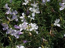 Image result for Dicliptera clinopodia