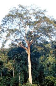 Image result for Intsia