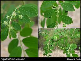 Image result for Phyllanthus tenellus