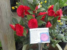 Camellia Japonica Nuccio S Bella Rossa Blooms Oct March Beautiful Flowers Bloom Plants