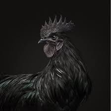 Hp 08564 77 23 888 Jual Ayam Cemani Bibit Sampai Dewasa Ternakan Ternak Ayam Hewan Fotografi Kota
