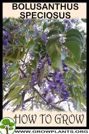 Image result for Bolusanthus