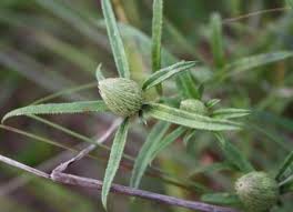 Image result for Dicoma anomala