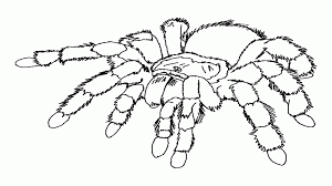 However, there are many colorful varieties that could spark the interest of young minds. Detachment1010 Coloring Picture Of Spider