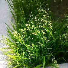 Image result for Poa binata