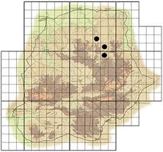 Image result for Hyperacanthus amoenus