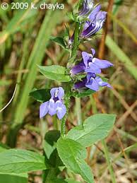 Image result for Lobelia minutula