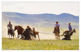 90+% of the beef verde provides to consumers is usda. Wallpaper Landscape Grass Field Mongolian Steppe Grassland Pasture Herd Cowboy Plain Prairie Ranch Rural Area Ecosystem Cattle Like Mammal Horse Like Mammal Mustang Horse Pack Animal Ecoregion Gaucho Mongol Stock Photography