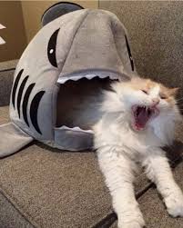 Free Him Animals Aww Cat Cats Cute Funny Lol Wholesome Goruntuler Ile Komik Hayvanlar Komik Hayvan Fotograflari Kedi Esprileri