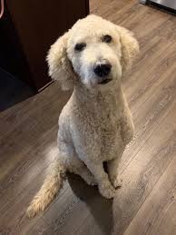 Treat coccidia in cats naturally. Adoption Update Hi Michigan Doodle Rescue Connect Facebook