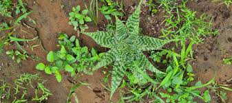 Image result for Aloe komatiensis