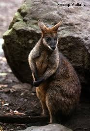 If you want to leave and come back the same day, their policy is to charge you again. Swamp Wallaby The Australian Museum