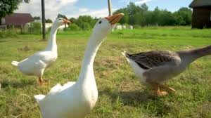 Maybe you would like to learn more about one of these? Angsa Angsa Stok Video Angsa Angsa Rekaman Bebas Royalti Depositphotos