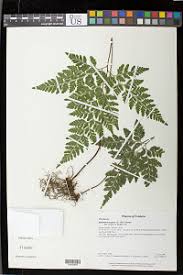 Image result for Pteris atrovirens