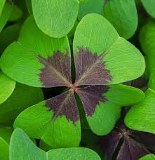 Image result for Oxalis tetraphylla