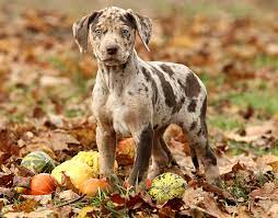 Catahoula Leopard Dog International Biosciences Australia
