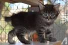 kittens manx for sale in Virginia Classifieds & Buy and ...