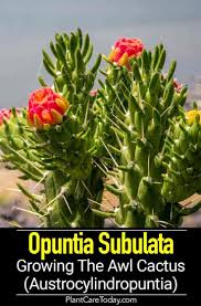 Image result for Austrocylindropuntia subulata