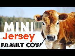 If by that word you mean that this animal can be maintained with ease in captive conditions to breed and grow (cows, horses rachel jones from cardiff, uk on may 17, 2015: Mini Jersey Cow The Perfect Miniature Family Cow Youtube
