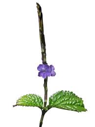 Image result for Stachytarpheta cayennensis