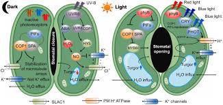Hormone Interactions In Stomatal Function | Plant Molecular Biology
