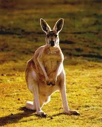Resultado de imagen de kangaroo animal