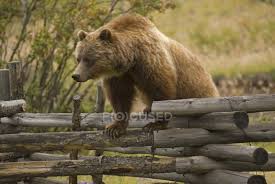 Use them in commercial designs under lifetime, perpetual & worldwide rights. Grizzly Bear Climbing On Wooden Fence In Countryside Of British Columbia Canada Brown Bear Animal In The Wild Stock Photo 200823668