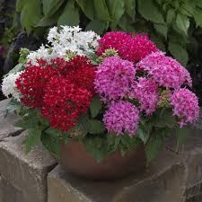 Image result for Pentas lanceolata