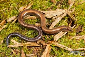 Image result for Acrotome mozambiquensis