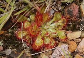 Image result for Drosera dielsiana