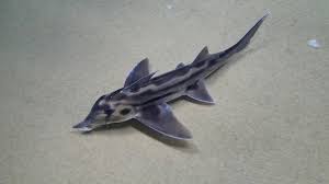 サメみたいだけど、サメじゃない？ 謎の激レア深海生物「ゾウギンザメ」 サンシャイン水族館から ニコニコ生放送で48時間生中継！ ～かわいい「ゾウギンザメ」グッズが当たるキャンペーンも実施～  | 株式会社ドワンゴ